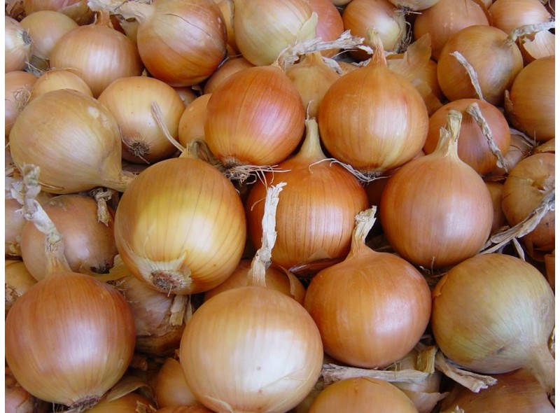 Семена лука EZ 1109 (250 000 семян), Libra Seeds (Erste Zaden)